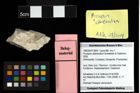 Foto (Objekt + Etiketten) von Prosopon abbreviatum (Schweitzer & Feldmann, 2009) 